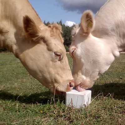 Υψηλής αντοχής φραγμός γλειψίματος αγελάδων διατροφής εξαρτημάτων φρακτών ODM