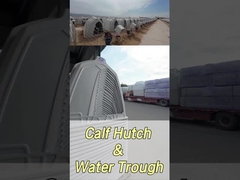 220*145*145cm Στρογγυλοειδής γαλακτοκομικό μοσχάρι για βελτίωση της υγείας και της ευημερίας